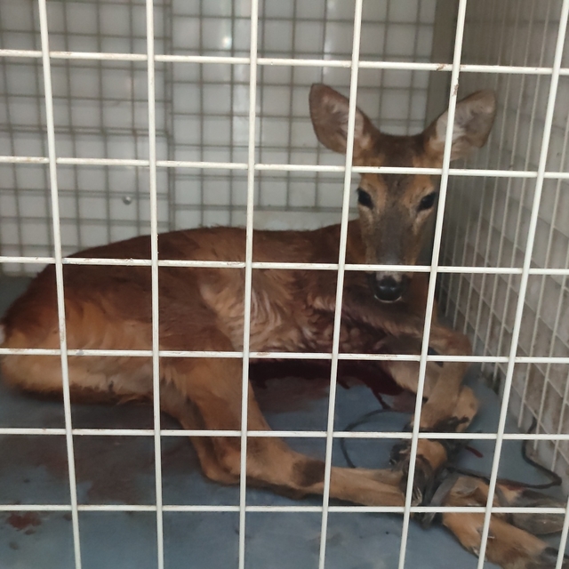 Ordu'da yaralı bulunan karaca tedavi altına alındı