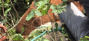 Ardahan'da kayalıklarda mahsur kalan ineği AFAD ekipleri kurtardı