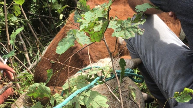Ardahan'da kayalıklarda mahsur kalan ineği AFAD ekipleri kurtardı