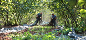 File örtüyle hasat yapan fındık üreticisi maliyet ve zaman tasarrufu sağladı