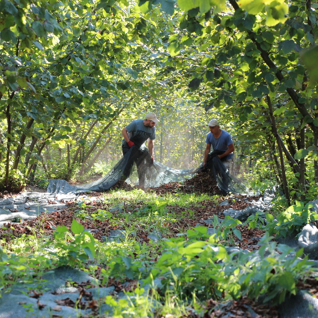 File örtüyle hasat yapan fındık üreticisi maliyet ve zaman tasarrufu sağlad...