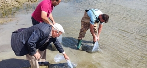 Çekerek Barajı'na 700 bin yavru sazan bırakıldı