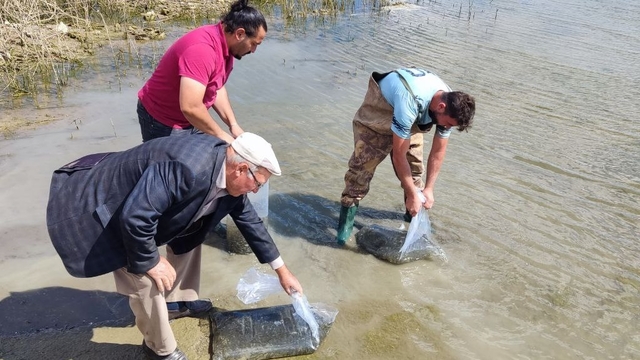 Çekerek Barajı'na 700 bin yavru sazan bırakıldı