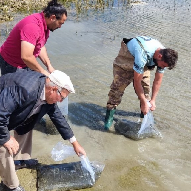Çekerek Barajı'na 700 bin yavru sazan bırakıldı