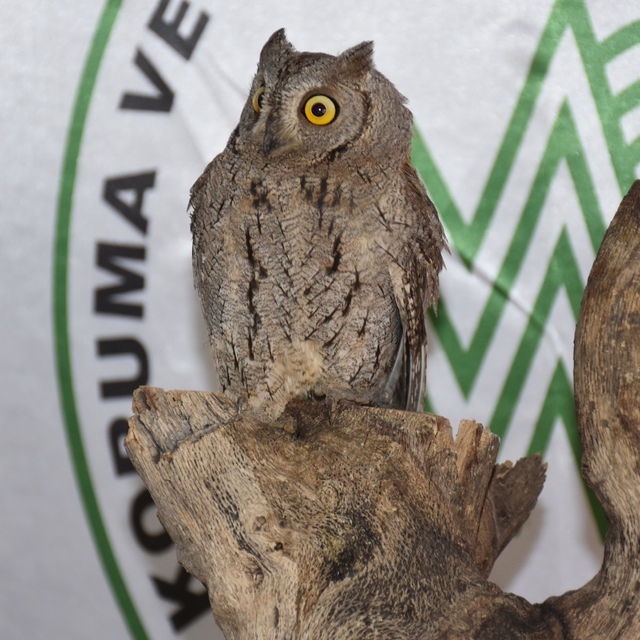 Şırnak'ta nesli tükenme tehlikesi altındaki 6 kuş korumaya alındı