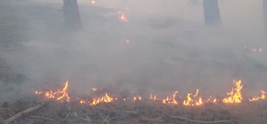 Adana'da orman yangını