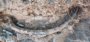 Denizli'de 9 milyon yıl öncesine ait olduğu değerlendirilen hayvan fosiller...