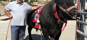 Arenaya damga vurdu; tek boynuzla şampiyon