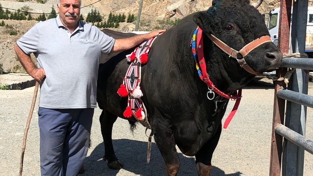 Arenaya damga vurdu; tek boynuzla şampiyon