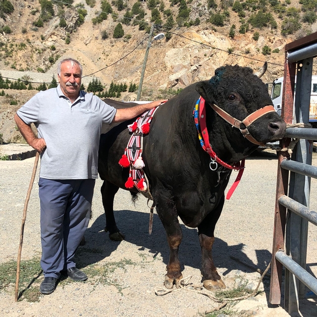 Arenaya damga vurdu; tek boynuzla şampiyon