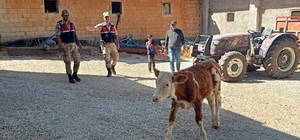 Kilis'te kaybolan büyükbaş hayvan jandarma tarafından bulundu