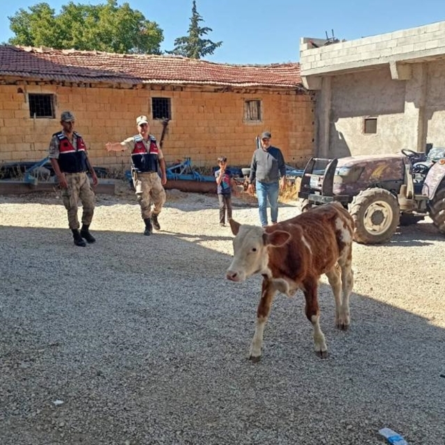 Kilis'te kaybolan büyükbaş hayvan jandarma tarafından bulundu