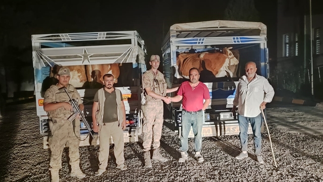 Siirt'te çaldığı büyükbaş hayvanları satmaya çalışan zanlı tutuklandı