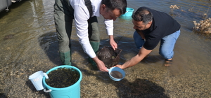 Muş'taki su kaynaklarına 3 milyon 500 bin sazan balığı yavrusu bırakıldı