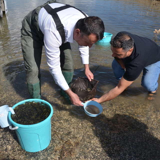 Muş'taki su kaynaklarına 3 milyon 500 bin sazan balığı yavrusu bırakıldı