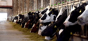 Devlet desteğiyle kurulan tesis üreticilerin kaliteli damızlık gebe düve ihtiyacını karşılıyor