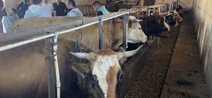 Ardahan'da 330 bin büyükbaş hayvan şap hastalığına karşı aşılanıyor