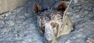 Aç kalan bozayı, ölü tavukların atıldığı kuyuya girince mahsur kaldı