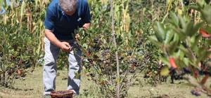 Eşinin sağlığı için yetiştirmeye başladığı aronyada taleplere yetişemiyor