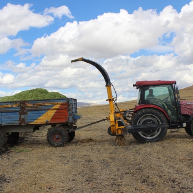 Kars'ta dolunun vurduğu silajlık mısırda hasat başladı