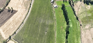 Sivas'ta hasadına başlanılan silajlık mısırda yüksek rekolte bekleniyor