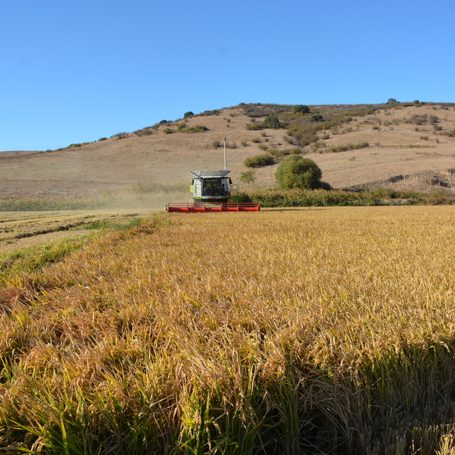 Manyas'ta çeltik biçim ve kurutma fiyatları belirlendi