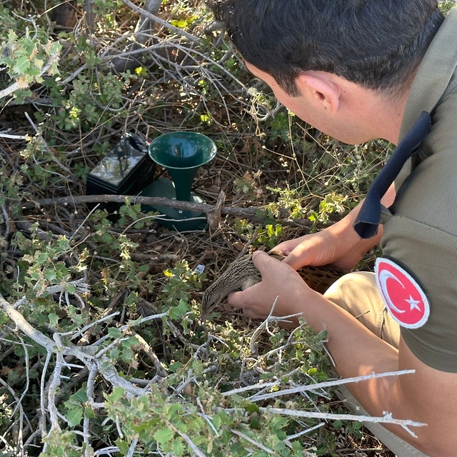 Mersin'de kuş tuzağına takılan bıldırcın kılavuzunu polis kurtardı