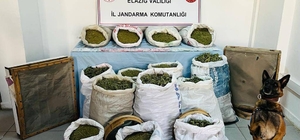 Elazığ ve Diyarbakır'da 241 kilogram esrar, 1230 kök Hint keneviri ele geçi...