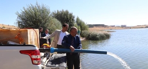 Sivas'ta göletlere 860 bin sazan yavrusu bırakıldı