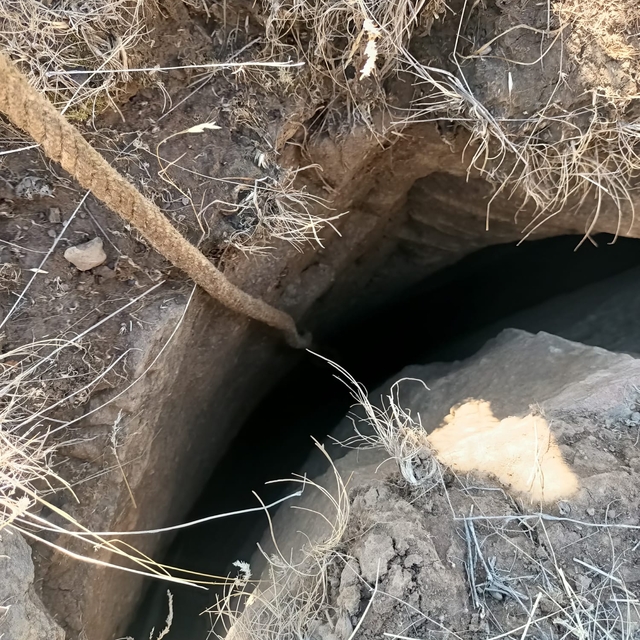 Kayalıklarda sıkışan köpek yavrusu, annesinin dikkat çekmesi sonucu kurtarı...