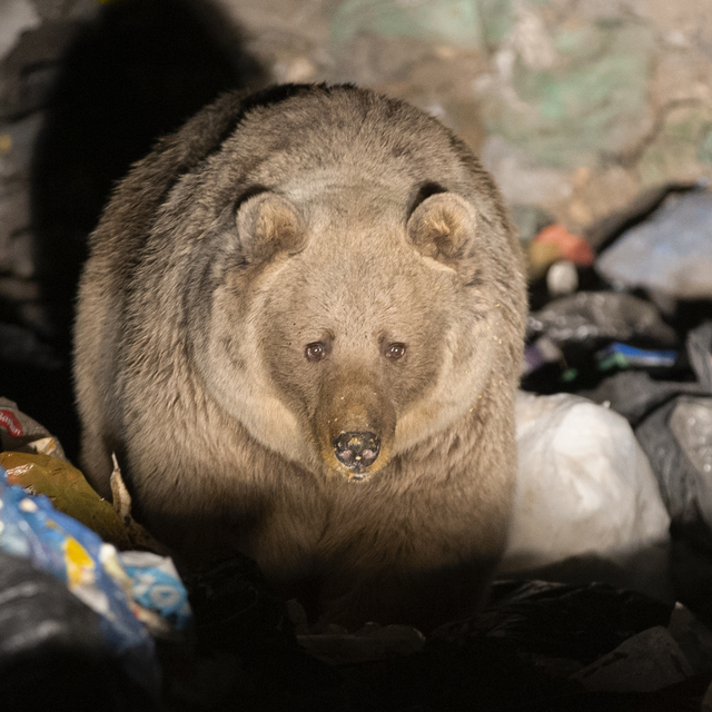 Bingöl'de bozayı ve tilkilerin çöplükte yiyecek arayışı görüntülendi