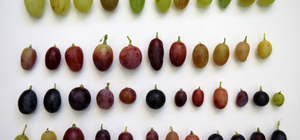 Yetiştirdiği 450 tür asma fidanını üreticilere ulaştırıyor