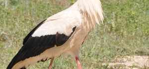 Cuma Ovası'nın leylekleri 2 yıldır yakın takipte