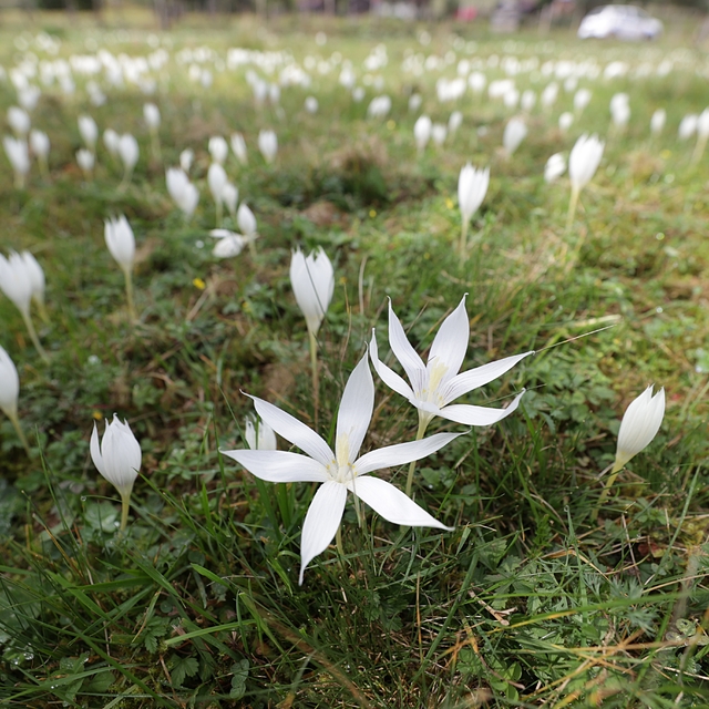 Vargit çiçekleri Karadeniz yaylalarını süslemeye başladı