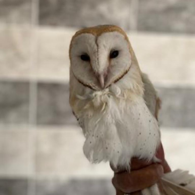 Şanlıurfa'da tedavisi tamamlanan peçeli baykuş doğaya bırakıldı