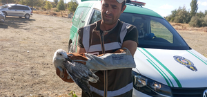 Elazığ'da kanadı kırık martı tedavi altına alındı