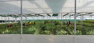 Devlet desteğiyle fide üretimine başladı, 20 kadını istihdam etti