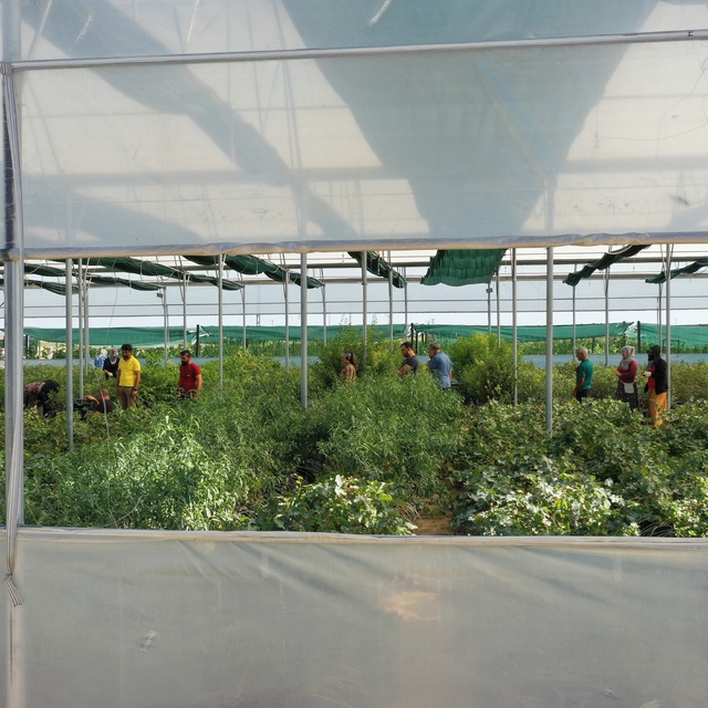 Devlet desteğiyle fide üretimine başladı, 20 kadını istihdam etti