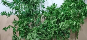 Sakarya'da uyuşturucu operasyonunda 5 şüpheli gözaltına alındı