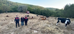 Eskişehir'de kaybolan büyükbaş hayvan sürüsü dronla bulundu