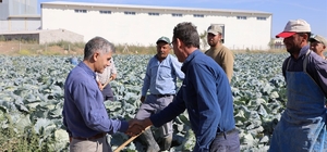 Niğde'de lahana rekoltesinde artış bekleniyor