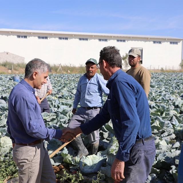 Niğde'de lahana rekoltesinde artış bekleniyor