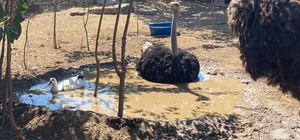 Beylikova'da hobi bahçesinden kaçan 2 deve kuşu bulundu