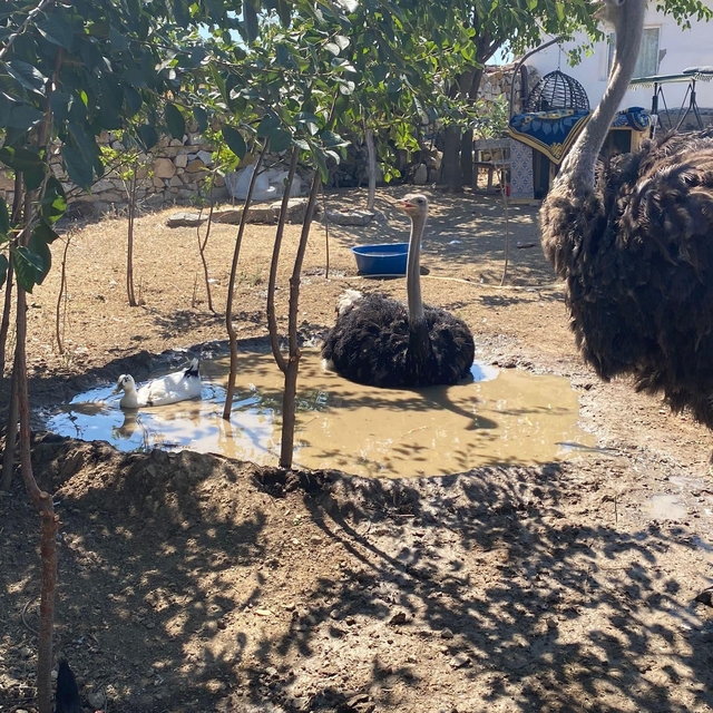 Beylikova'da hobi bahçesinden kaçan 2 deve kuşu bulundu
