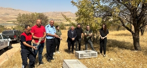 Gercüş'te 200 kınalı keklik doğaya bırakıldı