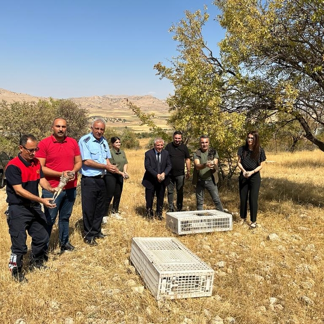 Gercüş'te 200 kınalı keklik doğaya bırakıldı