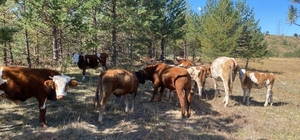 Erzincan'da kaybolan büyükbaşlar dron yardımıyla bulundu