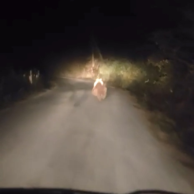 Köy yolunda otomobilin önüne ayı çıktı