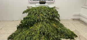 Karaman'da mısır tarlasında uyuşturucu yetiştiren 2 şüpheli yakalandı