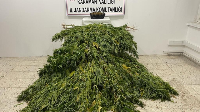 Karaman'da mısır tarlasında uyuşturucu yetiştiren 2 şüpheli yakalandı